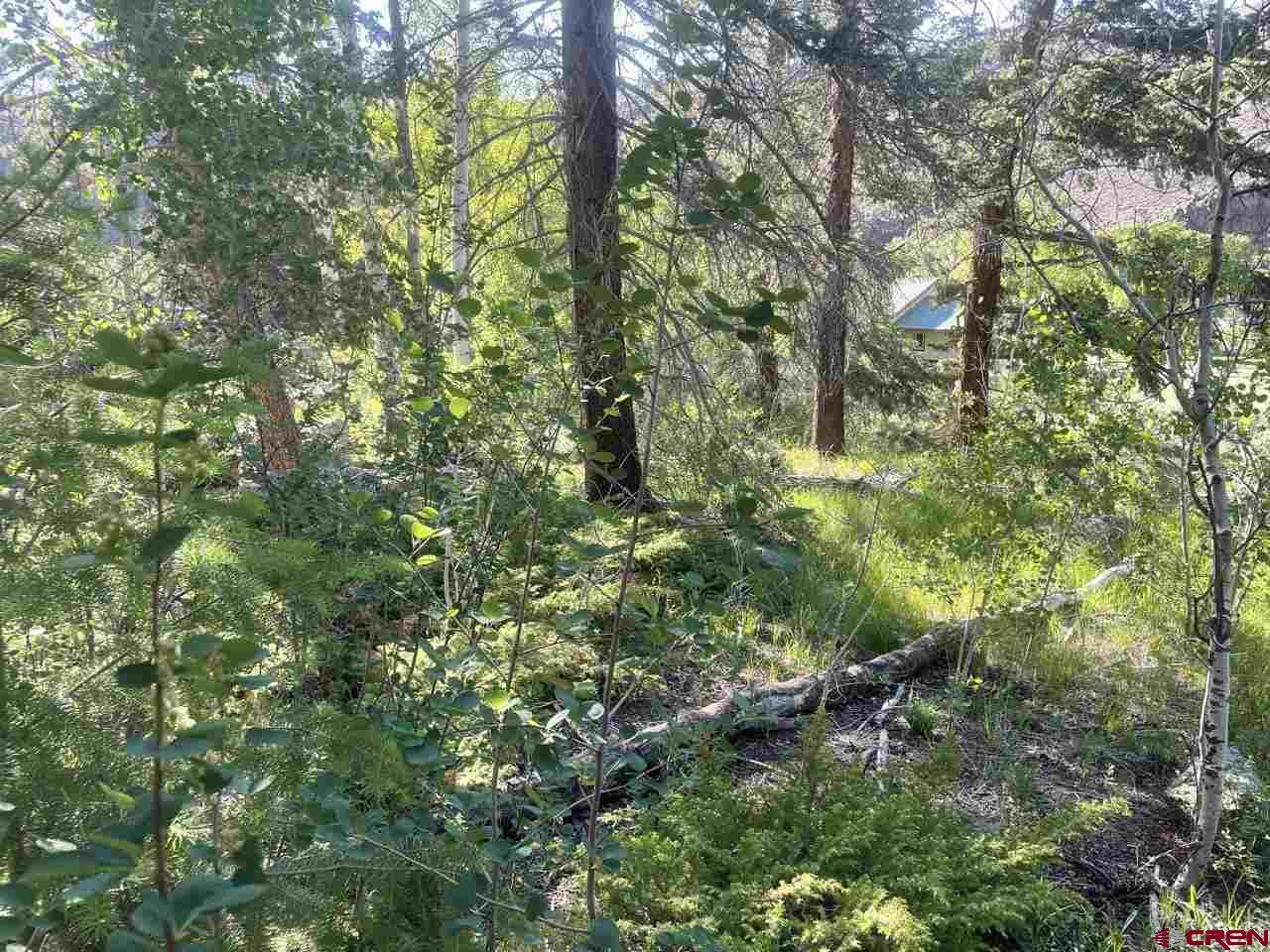 27 Acres Adjoining Homestead Subdivision Almont, CO 81210 - Photo 16 of 31 a view of a forest with lots of trees