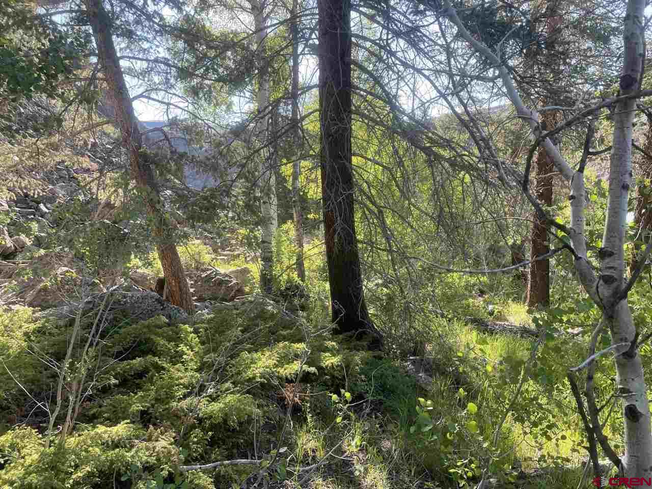 27 Acres Adjoining Homestead Subdivision Almont, CO 81210 - Photo 17 of 31 a view of forest