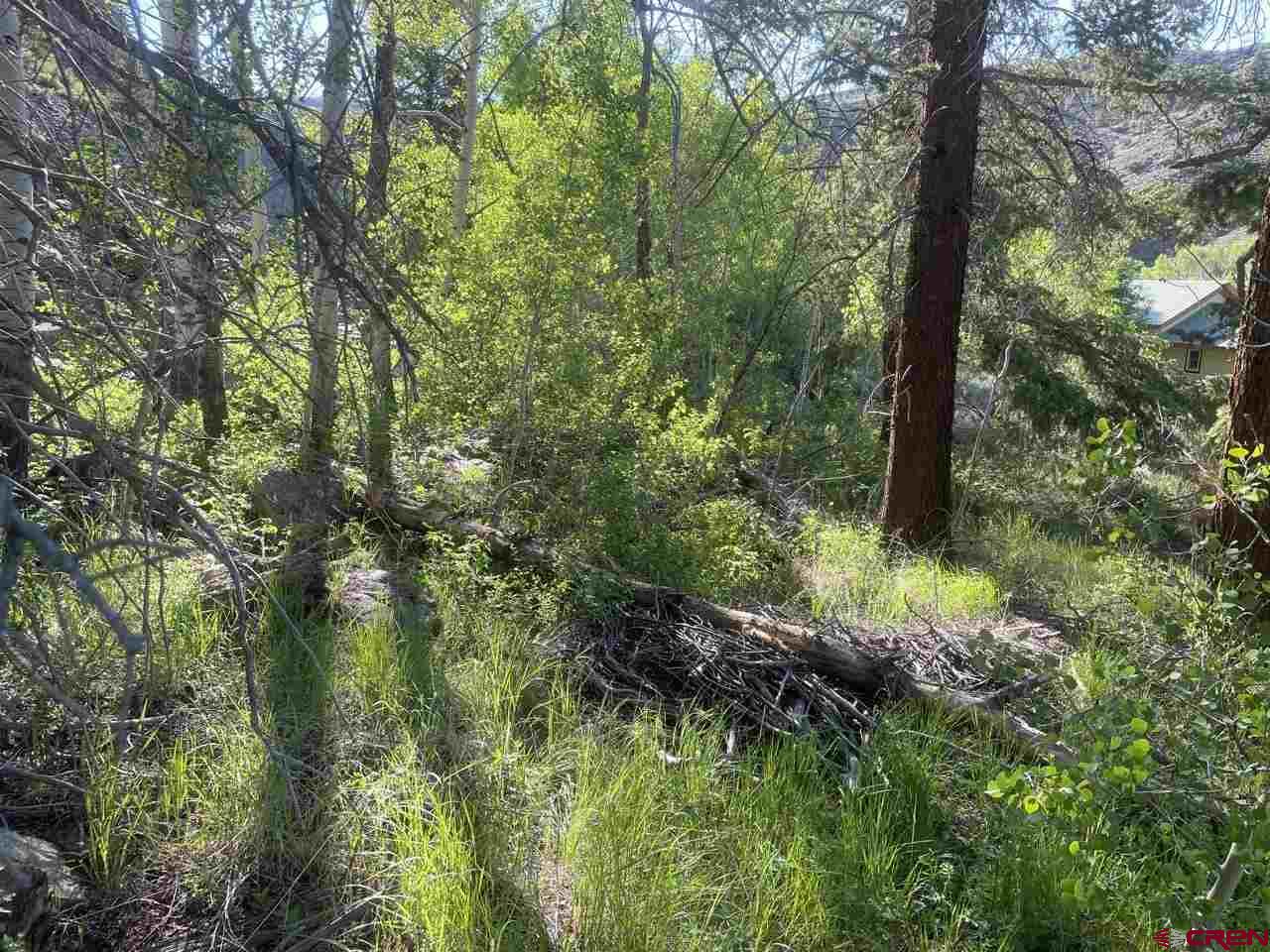 27 Acres Adjoining Homestead Subdivision Almont, CO 81210 - Photo 20 of 31 a view of a forest with trees