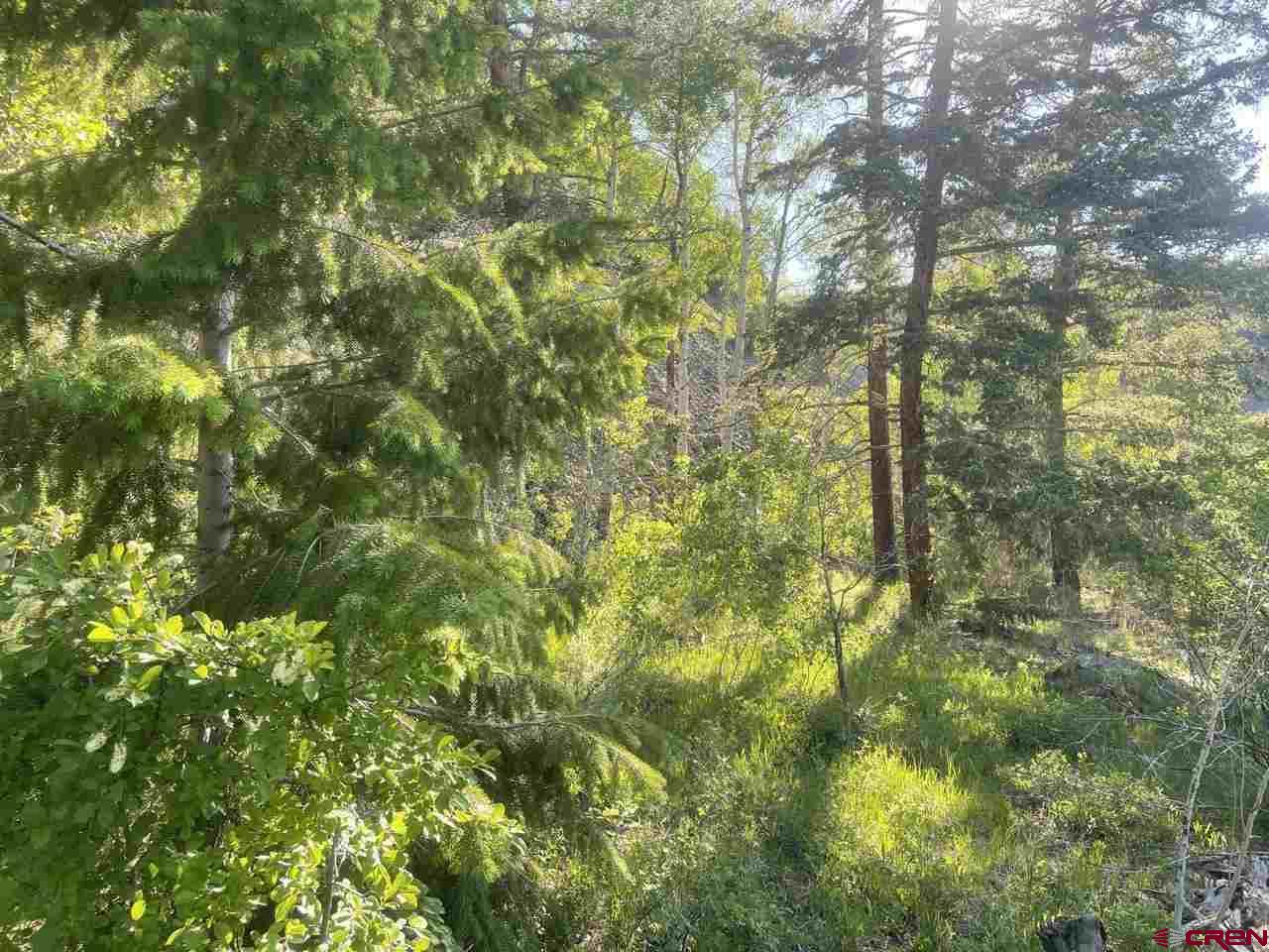 27 Acres Adjoining Homestead Subdivision Almont, CO 81210 - Photo 22 of 31 a view of a tree