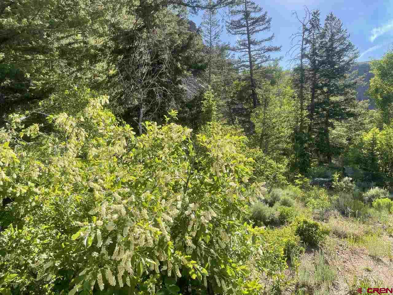 27 Acres Adjoining Homestead Subdivision Almont, CO 81210 - Photo 24 of 31 a view of a lush green forest with large trees