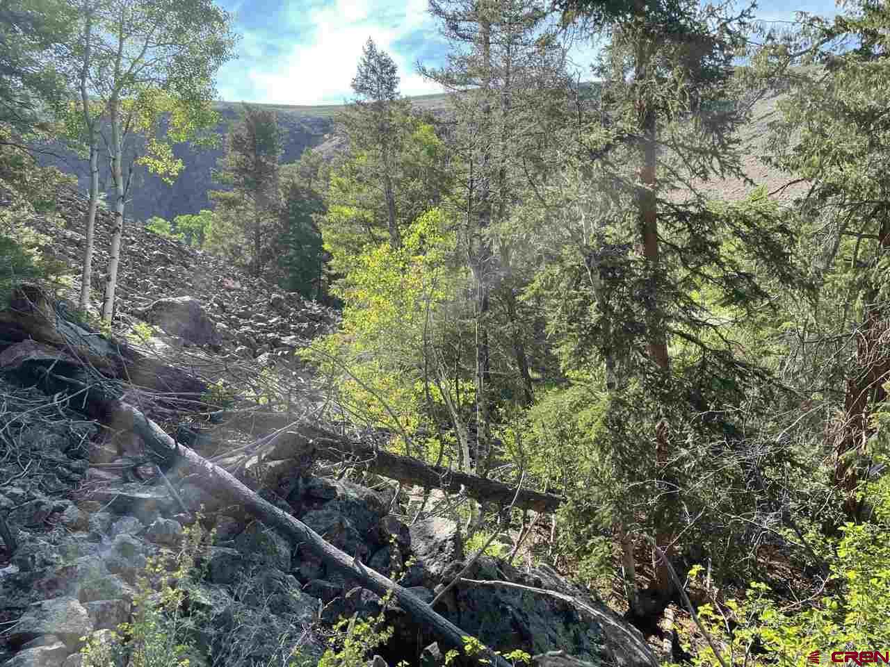 27 Acres Adjoining Homestead Subdivision Almont, CO 81210 - Photo 27 of 31 a view of a yard with plants and large trees