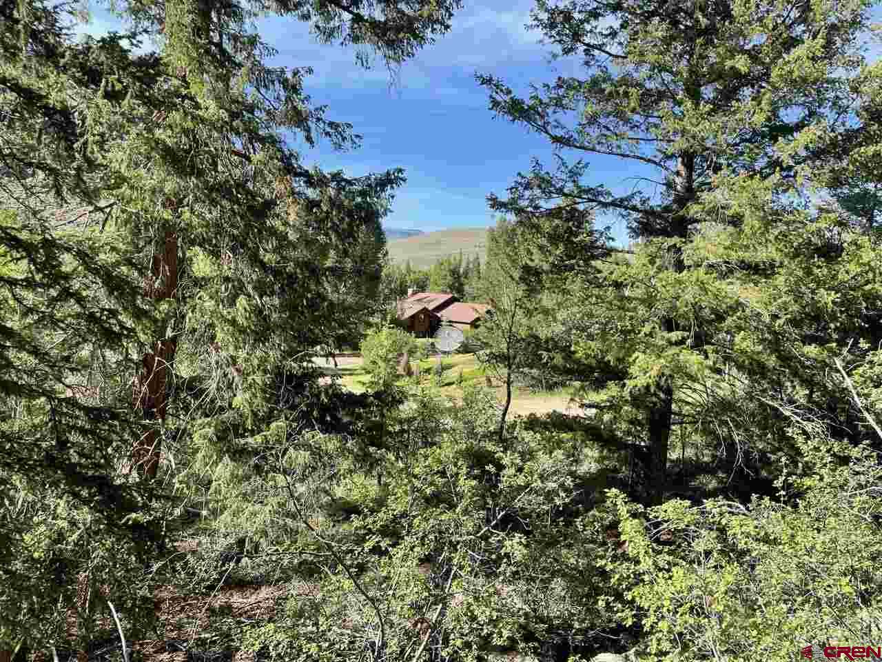 27 Acres Adjoining Homestead Subdivision Almont, CO 81210 - Photo 29 of 31 a close up of a tree in a garden