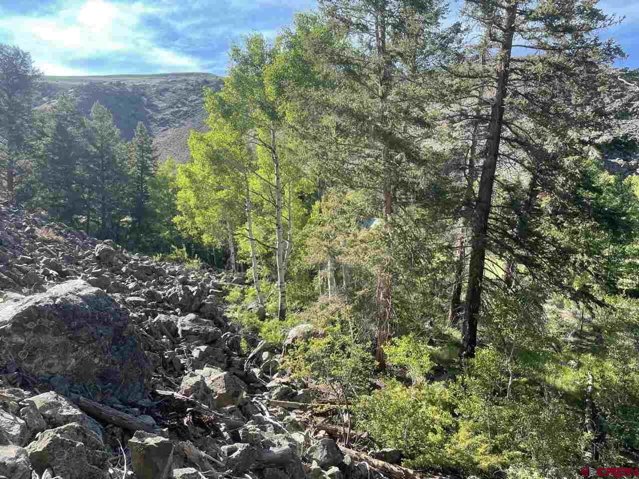 27 Acres Adjoining Homestead Subdivision Almont, CO 81210 - Photo 9 of 31 a view of a forest with a tree