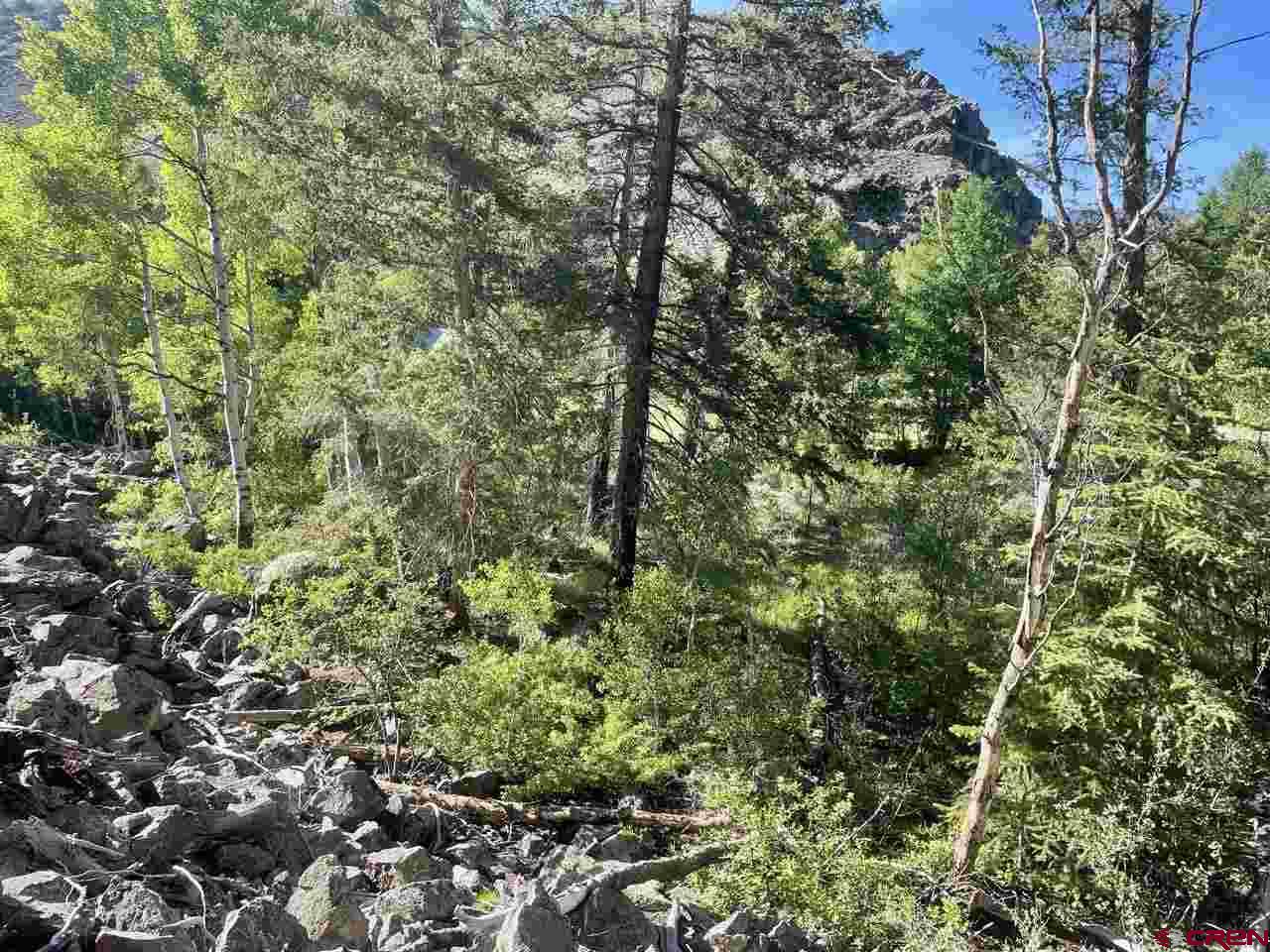 27 Acres Adjoining Homestead Subdivision Almont, CO 81210 - Photo 10 of 31 a view of a lush green forest