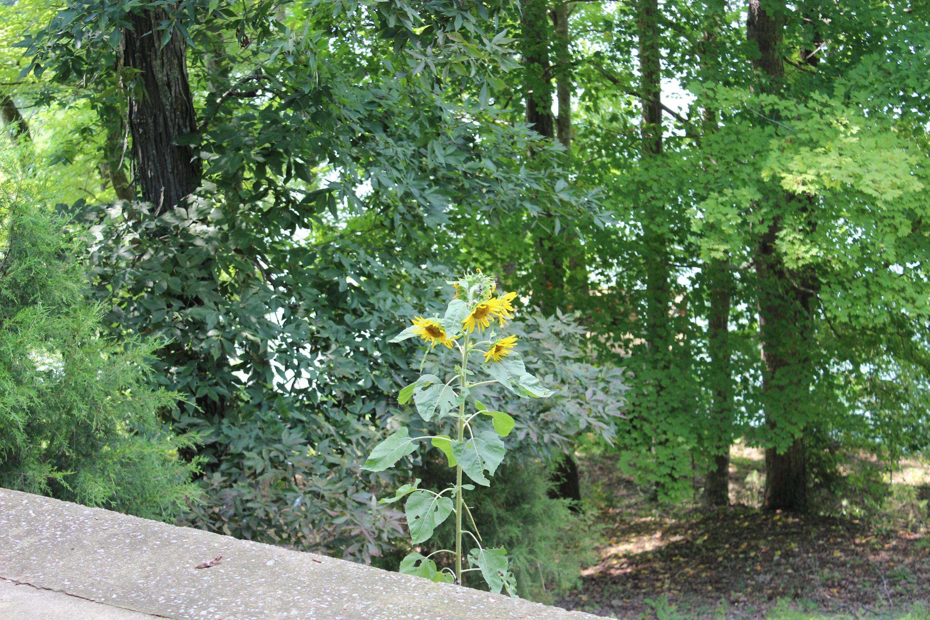 658 Parks Ferry Road Friendsville, TN 37737 - Photo 12 of 32 IMG_2870