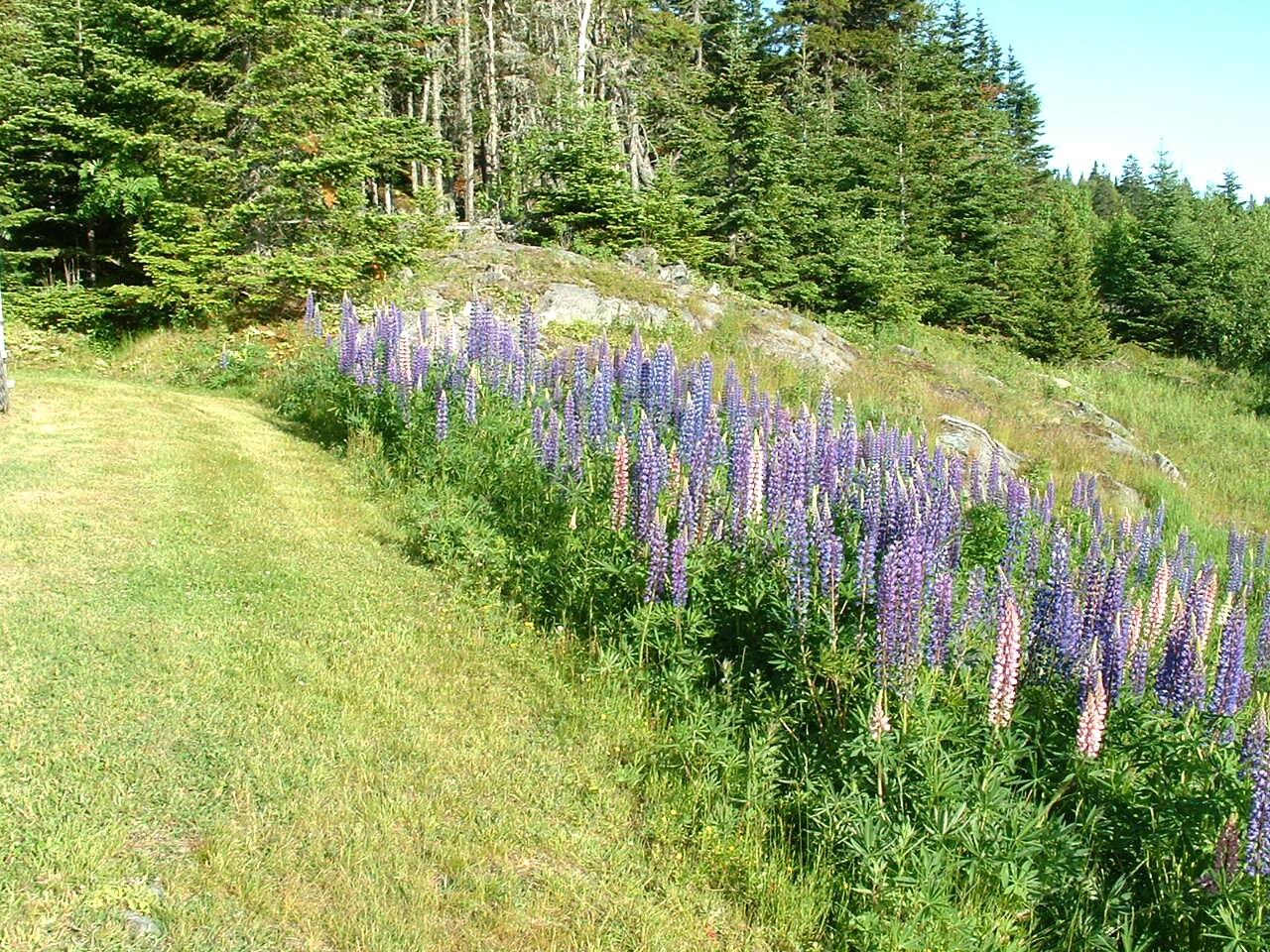 613 Yoho Head Road Machiasport, ME 04655 - Photo 67 of 97 Lawn Area with Lupine