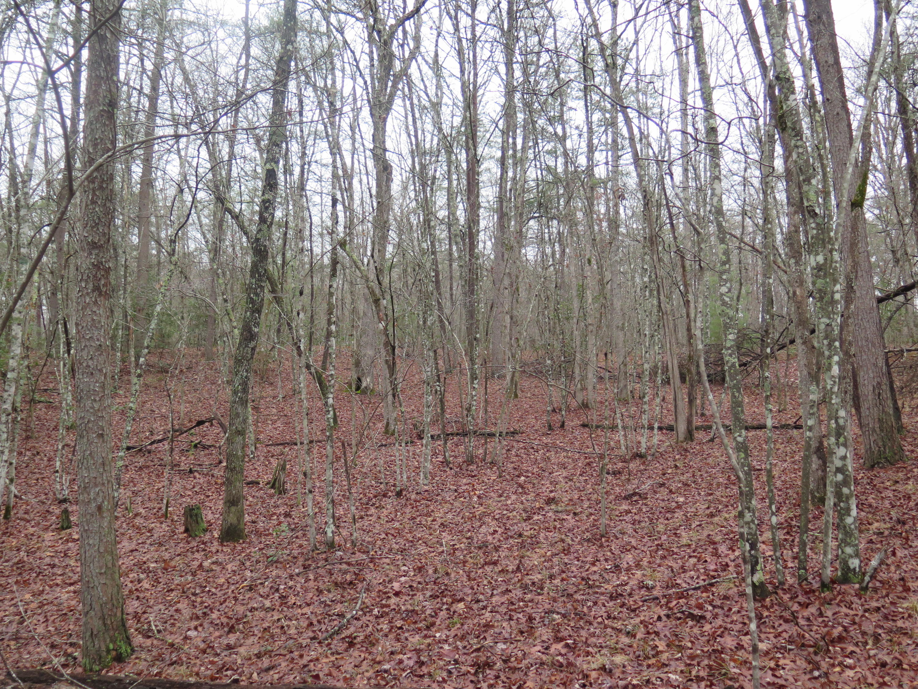 106 Nash Road Jamestown, TN 38556 - Photo 24 of 29 IMG_1429
