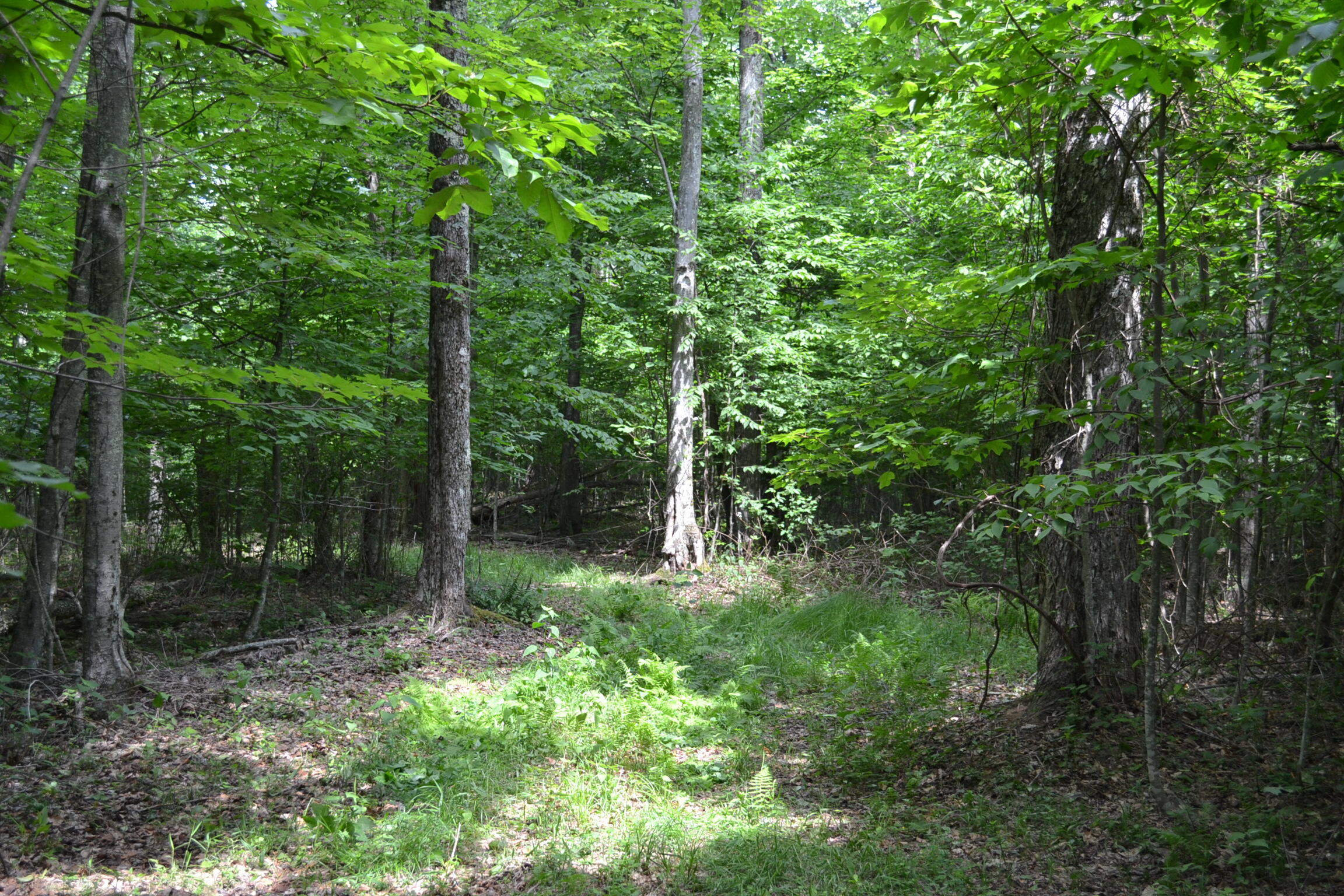 Cold Hollow Road Rainelle, WV 25962 - Photo 18 of 31 Gallery Image 18