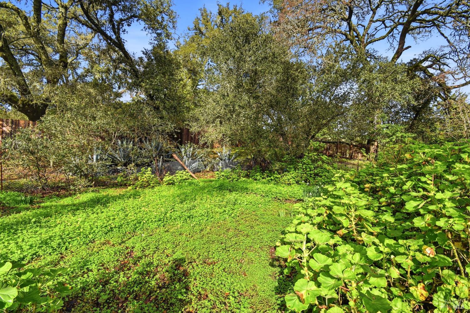 6825 Enterprise Road Glen Ellen, CA 95442 - Photo 37 of 51 a view of a lush green forest