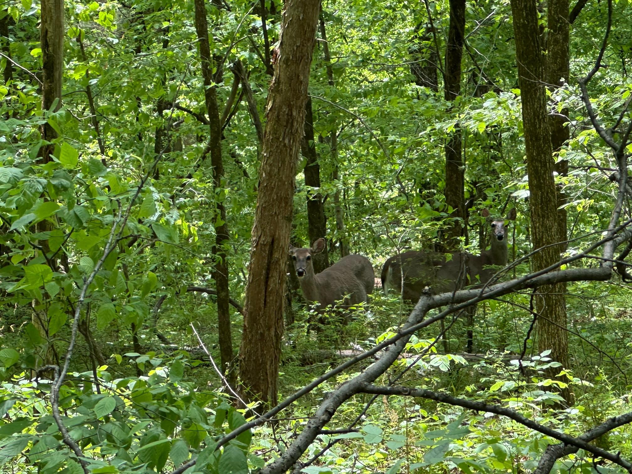 10515 Paw Paw Springs Road Arrington, TN 37014 - Photo 2 of 13 a view of a lush green forest