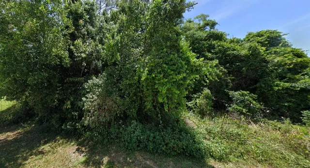 a view of a lush green forest with lawn chairs and plants