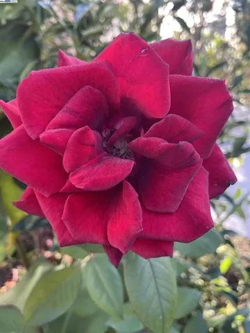 $2,200 | 1251 Burnett Street, Berkeley, CA 94702