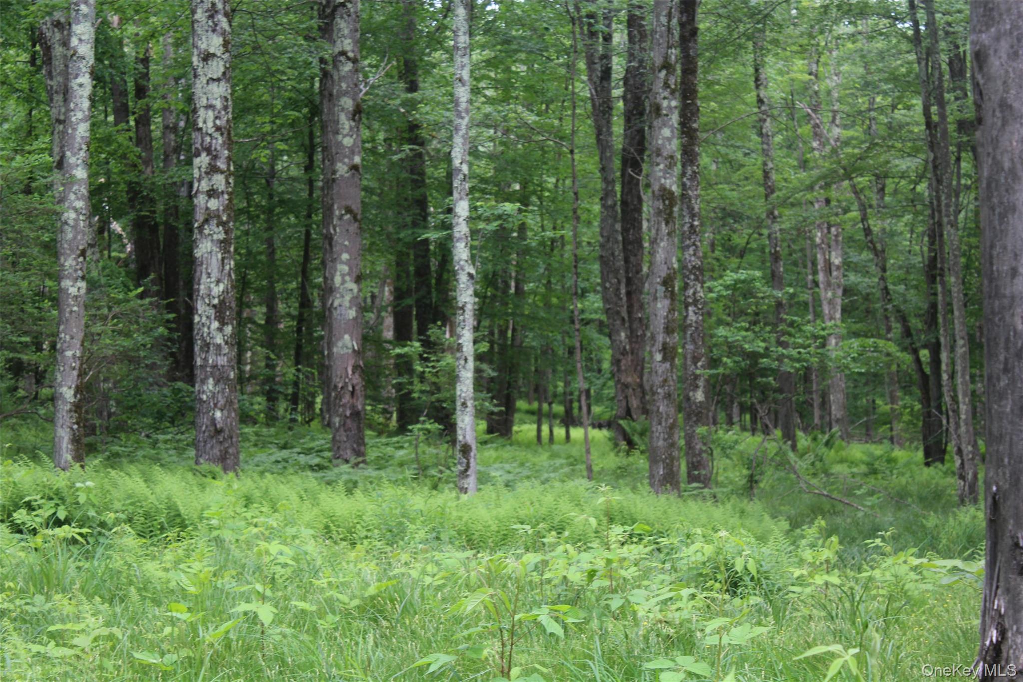 624 County Road Fremont Center, NY 12736 - Photo 4 of 40 Dense woodland featuring mature trees and lush undergrowth