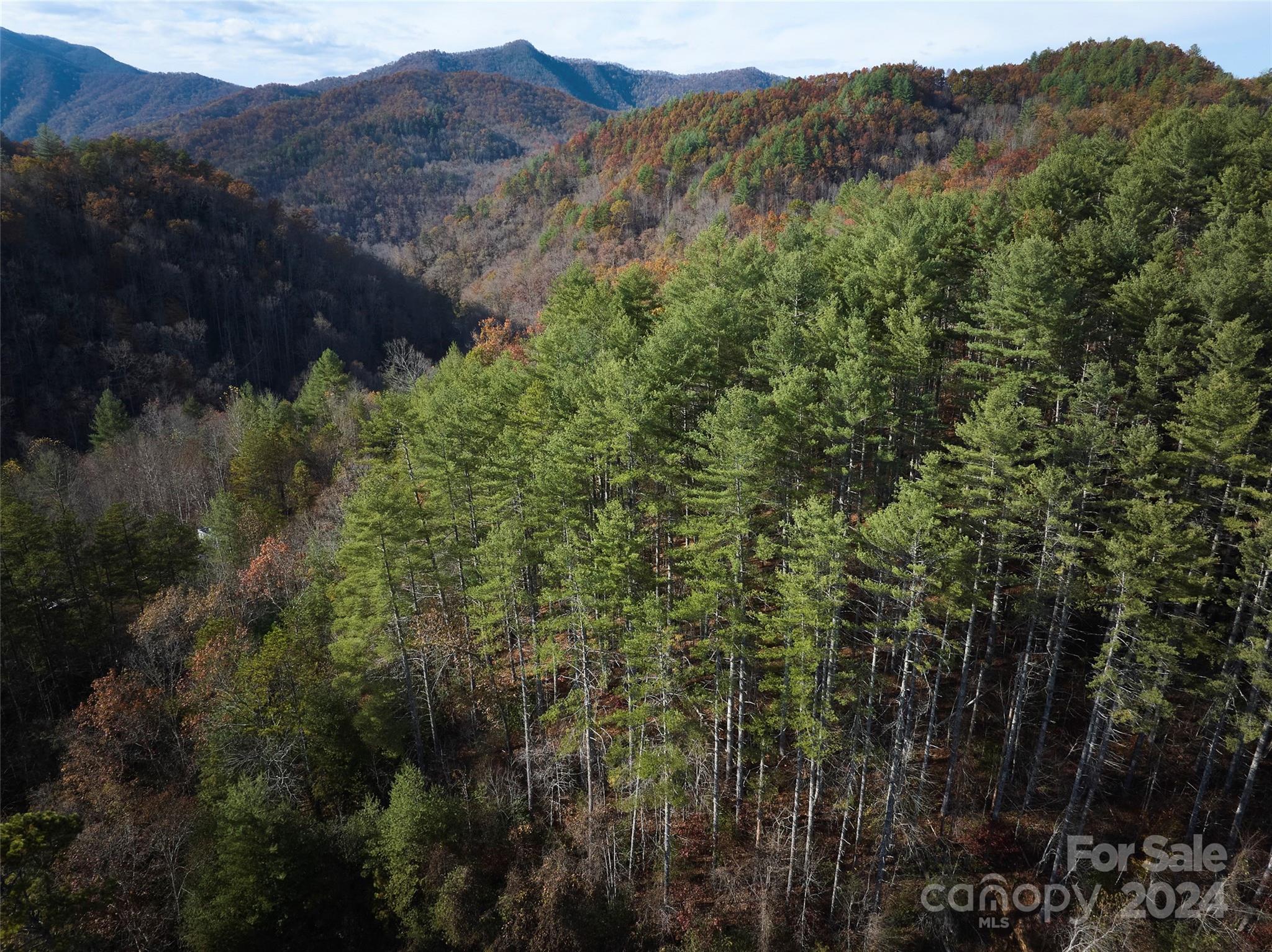 0 Sky Ridge Drive Bryson City, NC 28713 - Photo 6 of 15 a view of a forest with a street