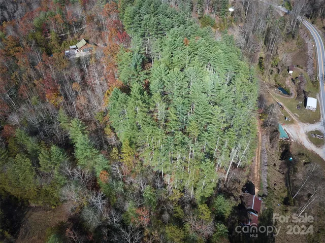a view of a forest with a tree