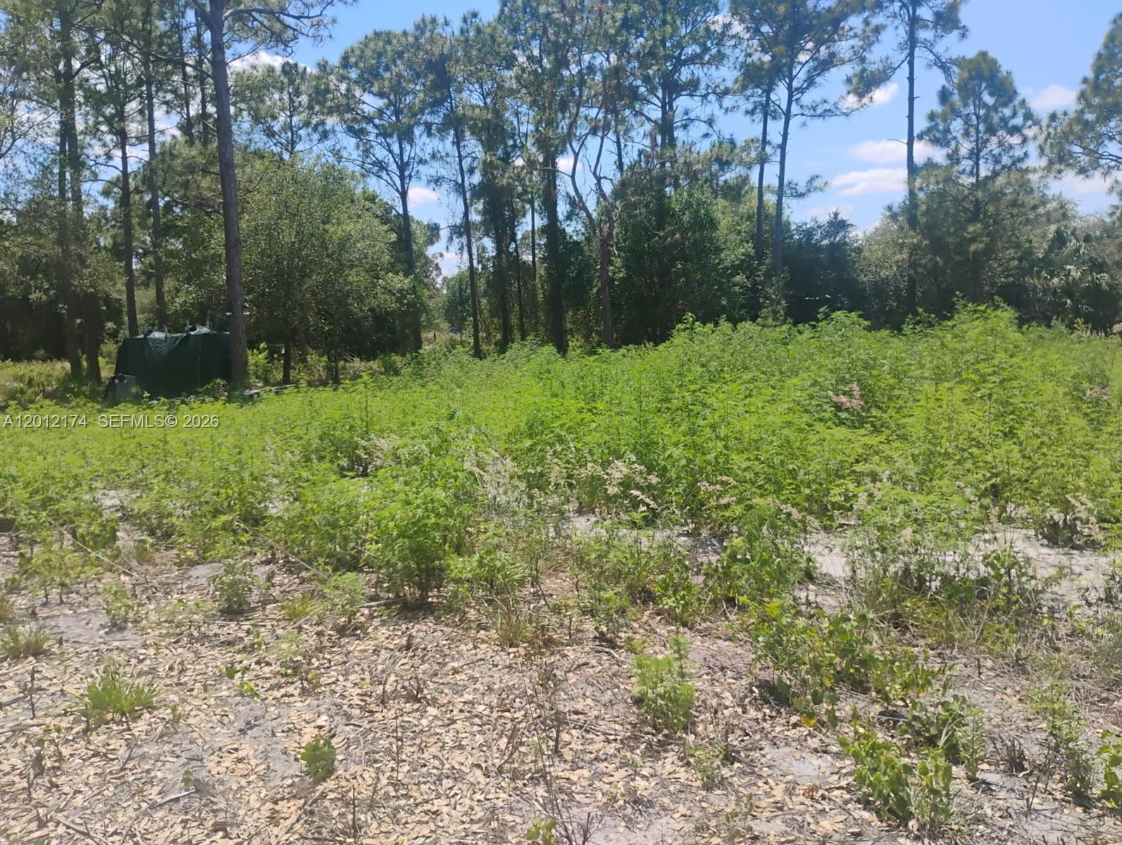 640 North Riverside Street Clewiston, FL 33440 - Photo 2 of 7 a view of a garden