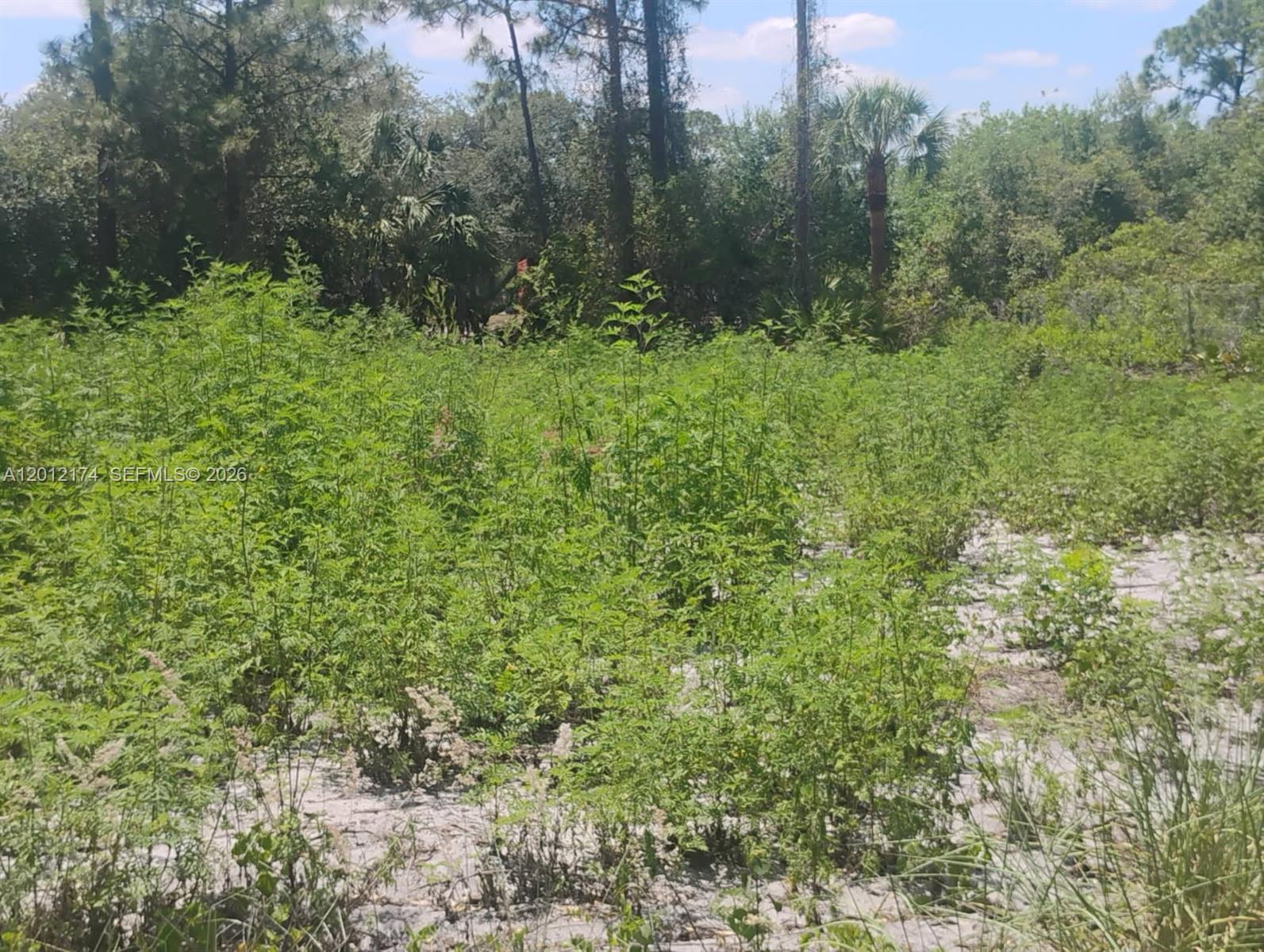 640 North Riverside Street Clewiston, FL 33440 - Photo 3 of 7 a view of a lush green forest with trees and houses