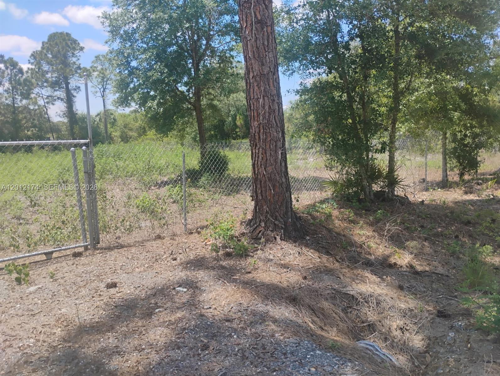 640 North Riverside Street Clewiston, FL 33440 - Photo 5 of 7 a view of a forest with trees in the background