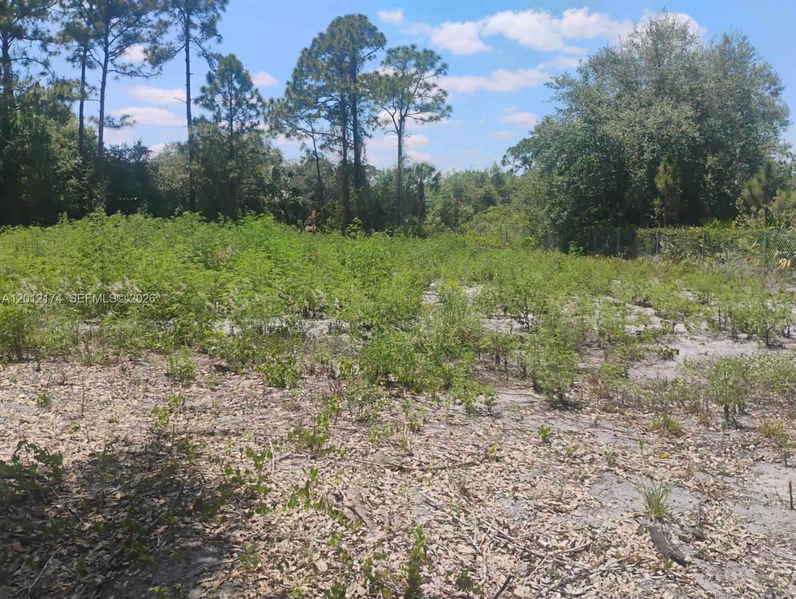 640 North Riverside Street Clewiston, FL 33440 - Photo 6 of 7 a view of a garden with trees