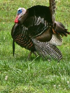 804 Crews Hollow Road Manchester, TN 37355 - Photo 28 of 29 Wild Turkeys Abound. enjoy the wildlife.