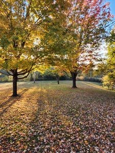 804 Crews Hollow Road Manchester, TN 37355 - Photo 29 of 29 Beautiful Fall Foliage Happy Fall Ya'll