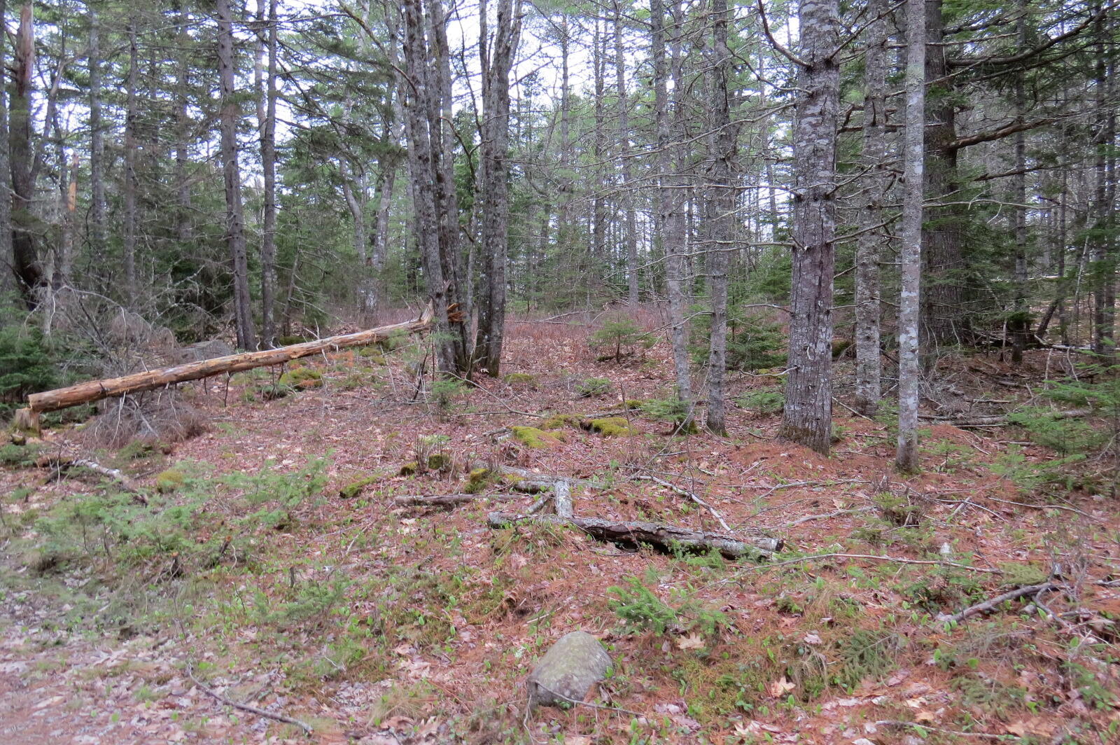 23 Porcupine Road Sullivan, ME 04664 - Photo 22 of 27 IMG_0207