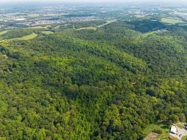 a view of a bunch of trees in a field