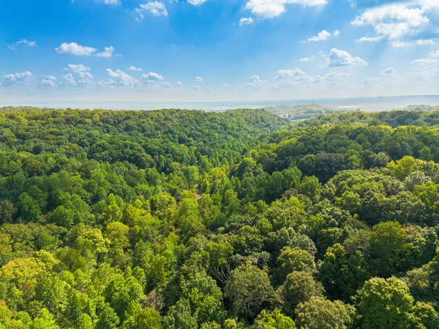 a view of a bunch of trees