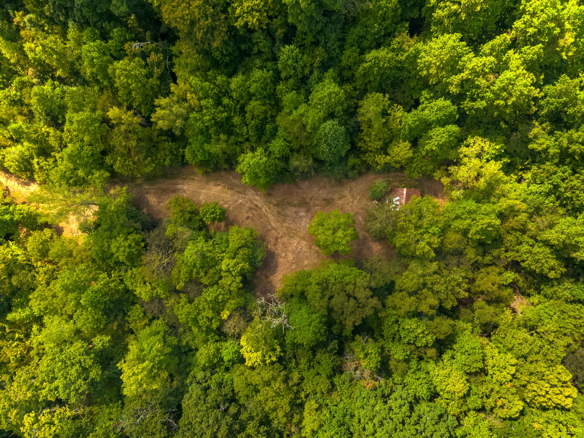 0 Sugar Ridge Road Spring Hill, TN 37174 - Photo 7 of 14 a view of a forest with a tree