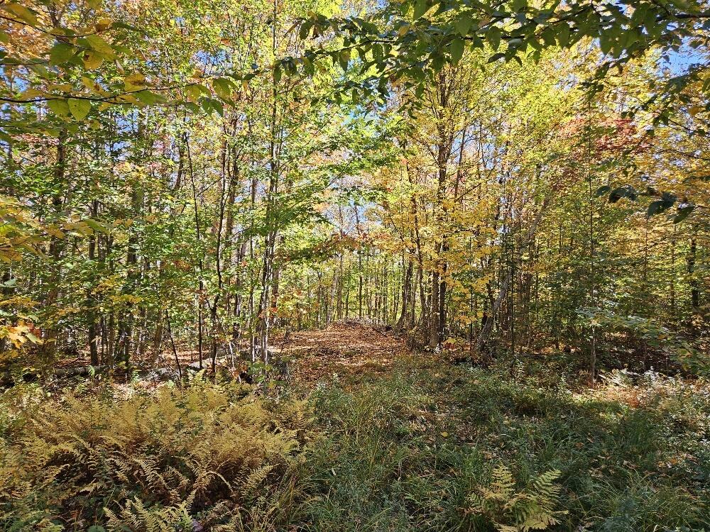 Lot 9 East Moose Alley Road Temple, ME 04984 - Photo 14 of 46