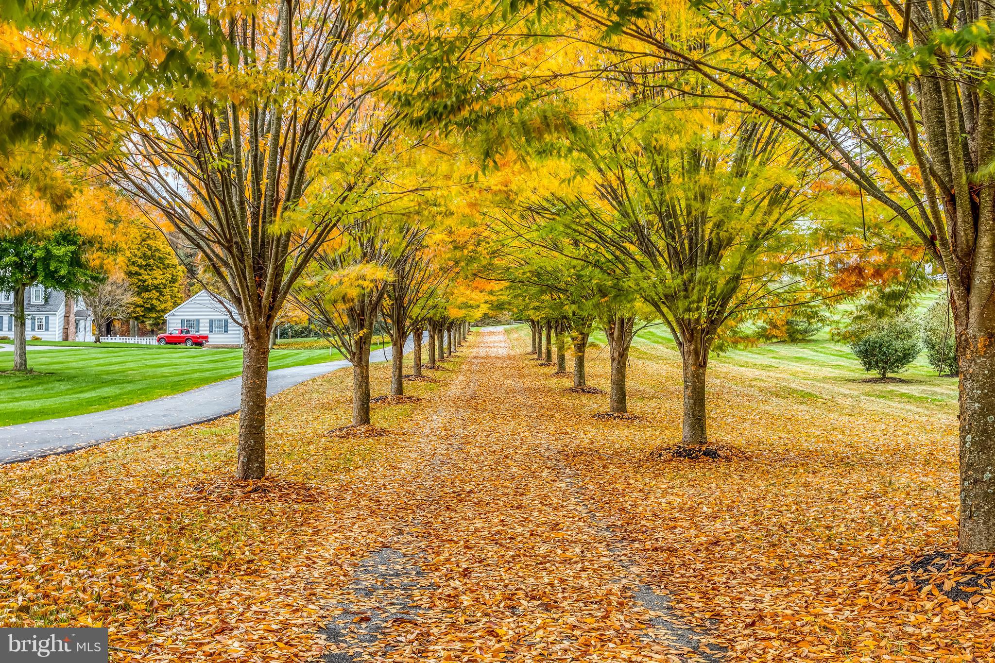Tree-lined driveway