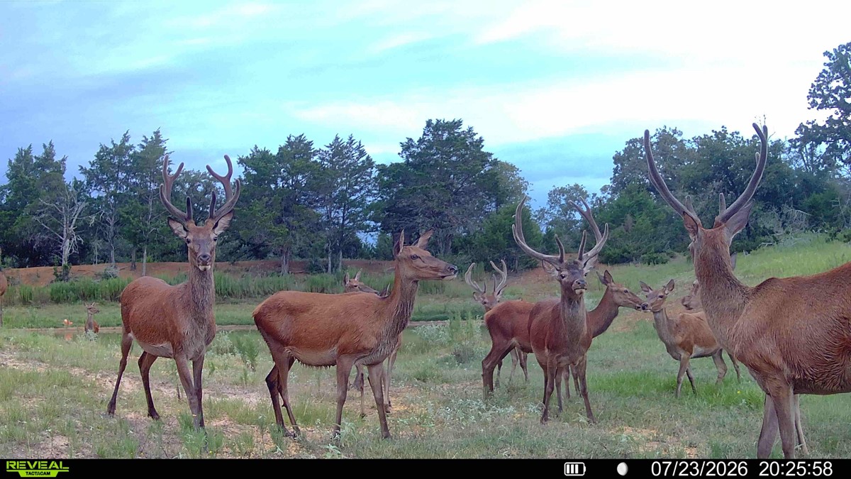 2524 Sandy Fork Road Harwood, TX 78632 - Photo 9 of 40
