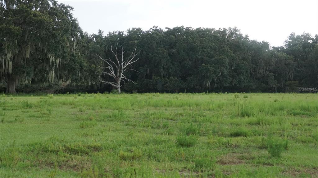Durant Road Dover, FL 33527 - Photo 1 of 9 a view of green field with trees