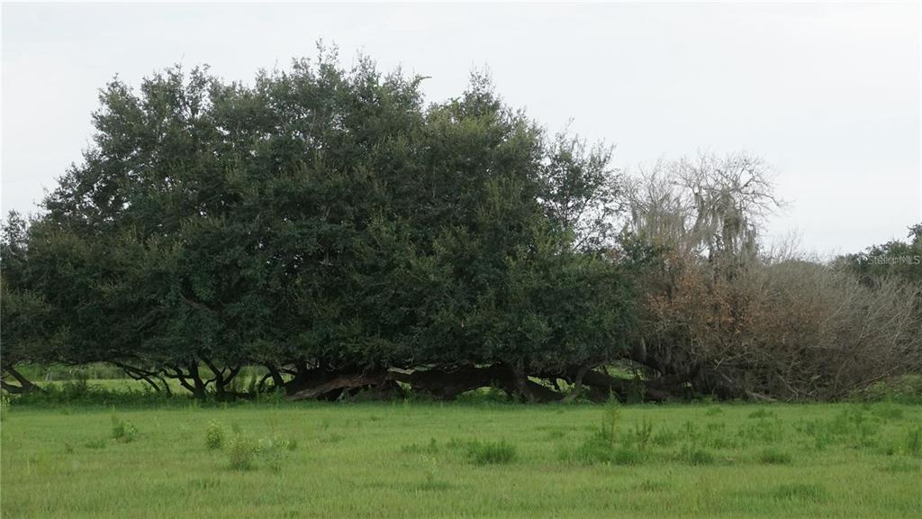 Durant Road Dover, FL 33527 - Photo 5 of 9 a view of a grassy field