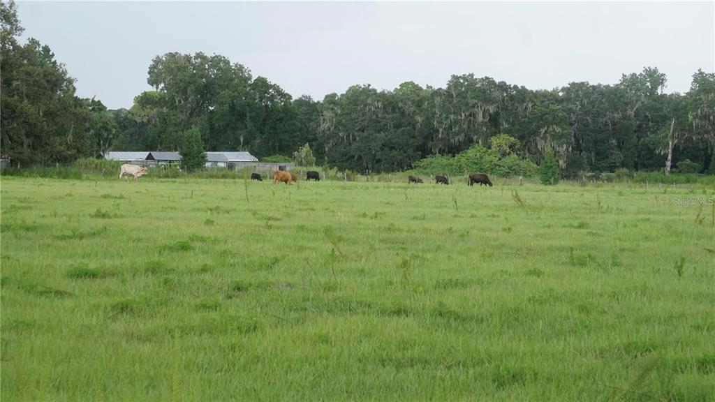 Durant Road Dover, FL 33527 - Photo 7 of 9 a view of a green field with trees in the background
