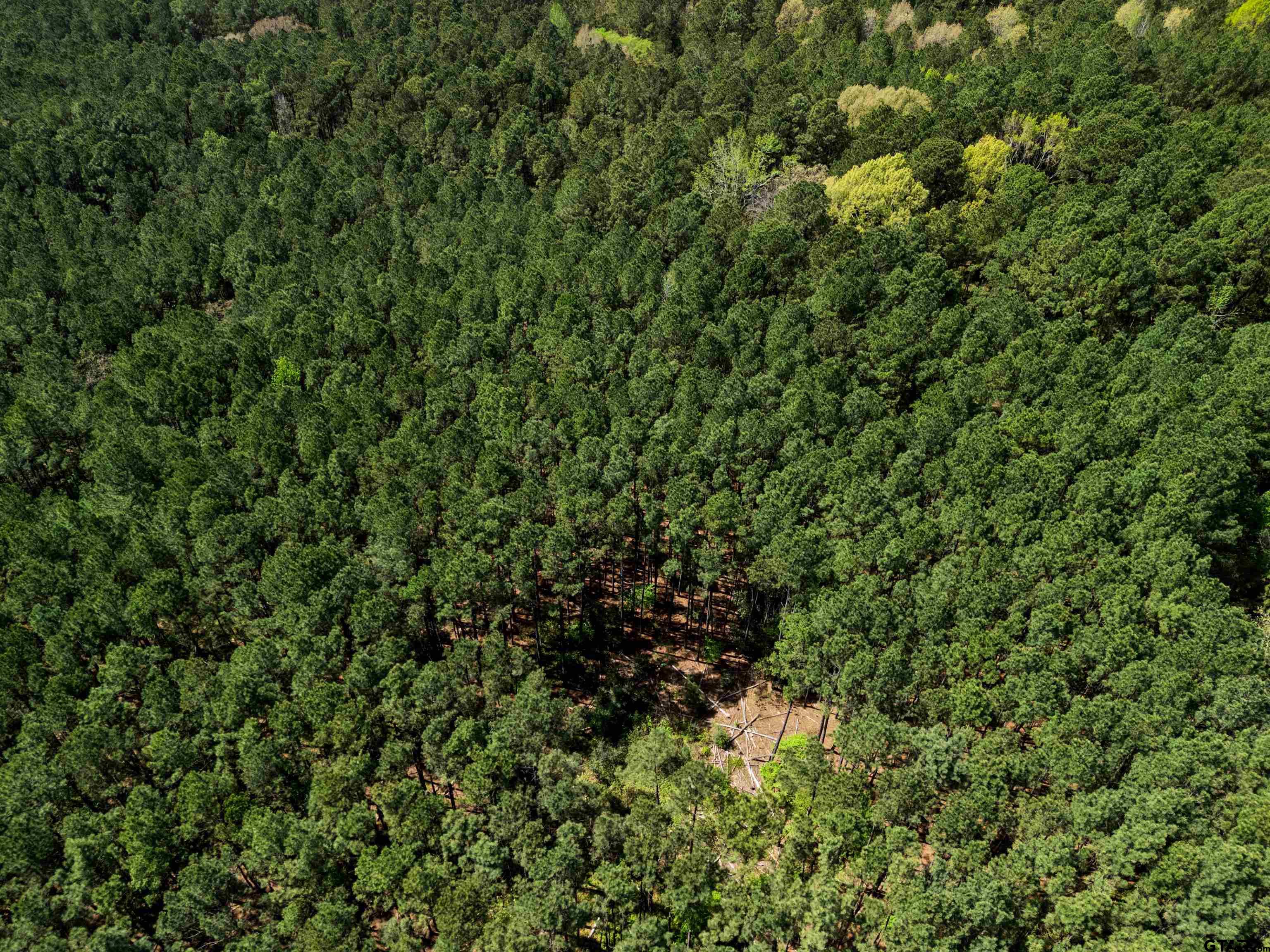 3327 Fm 2751 Longview, TX 75605 - Photo 19 of 28 a view of a lush green forest