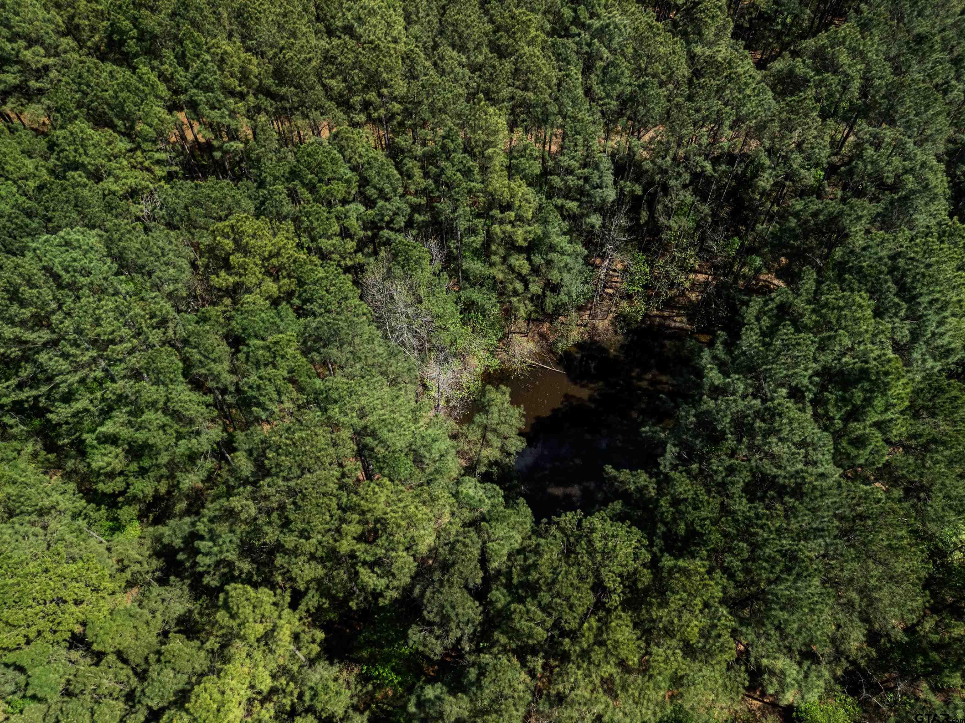 3327 Fm 2751 Longview, TX 75605 - Photo 8 of 28 a view of a lush green forest