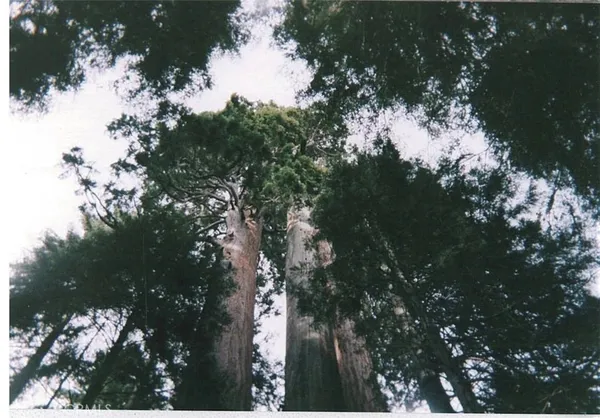 a picture of tree