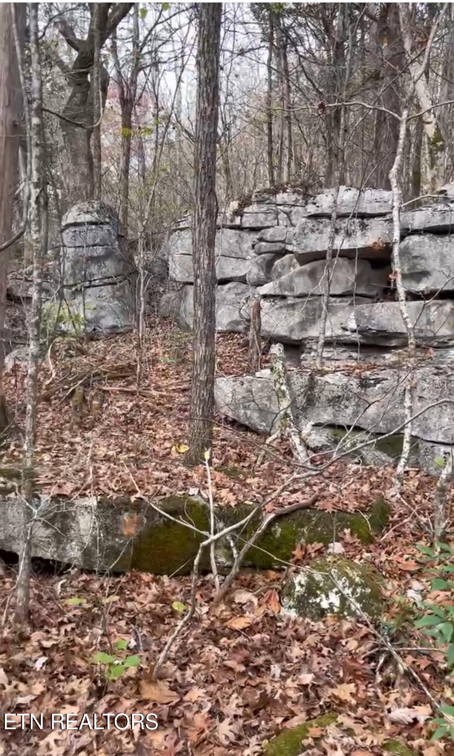 1644 Walker Cove Road Sparta, TN 38583 - Photo 12 of 27 a backyard of a house with a yard and large trees