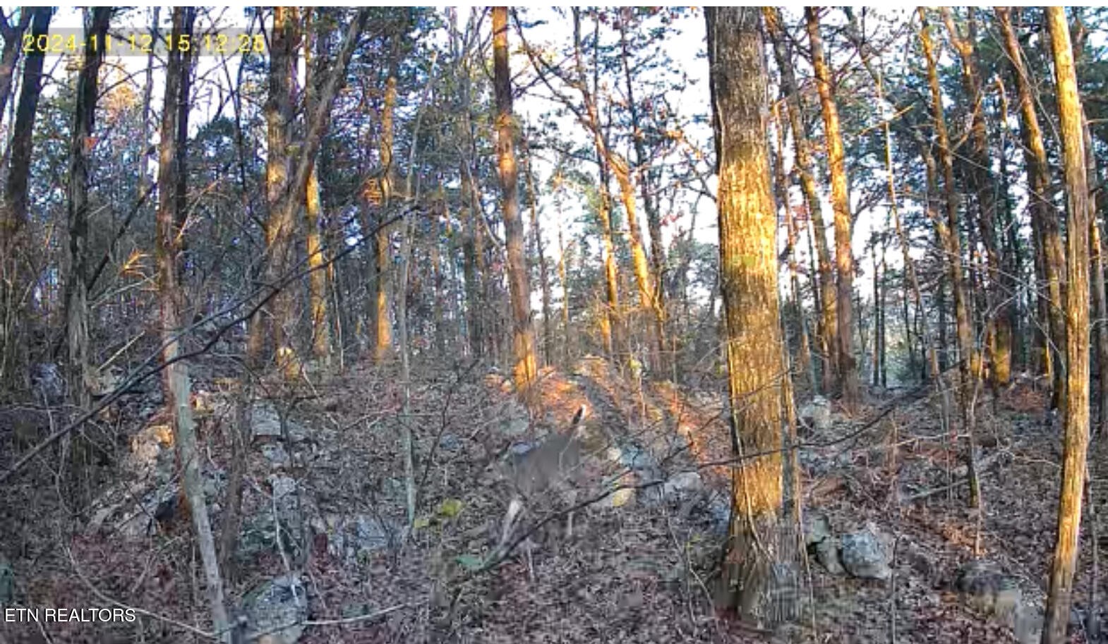 1644 Walker Cove Road Sparta, TN 38583 - Photo 14 of 27 a view of forest