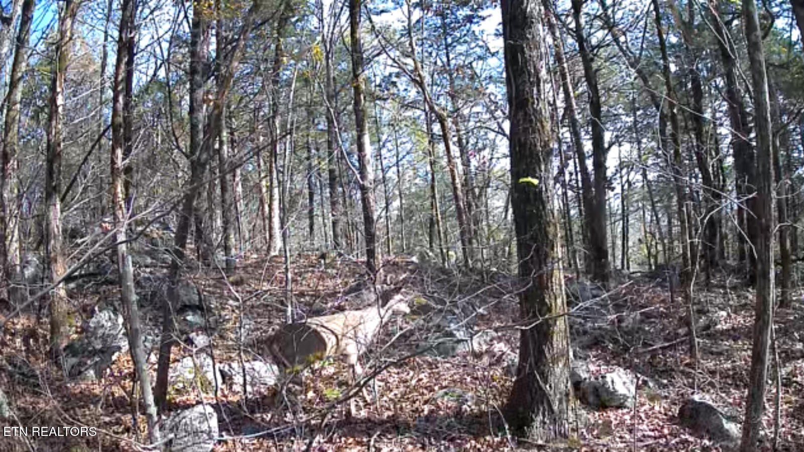 1644 Walker Cove Road Sparta, TN 38583 - Photo 15 of 27 a view of outdoor space and tree