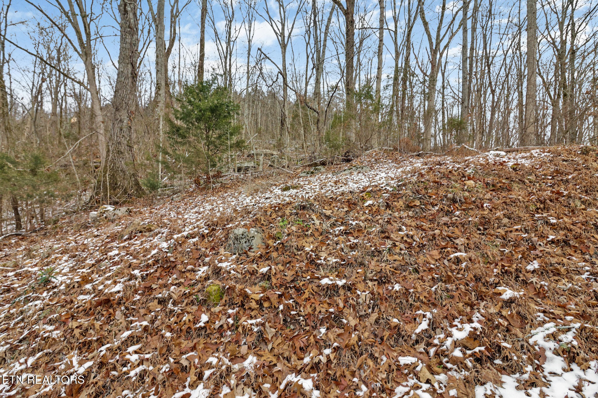 1644 Walker Cove Road Sparta, TN 38583 - Photo 27 of 27 a view of a yard with large trees