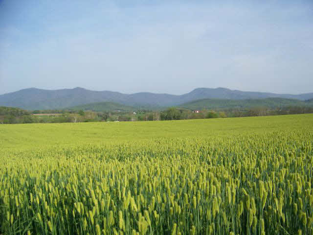 363 Redman Store Road Luray, VA 22835 - Photo 1 of 1 Gallery Image 1