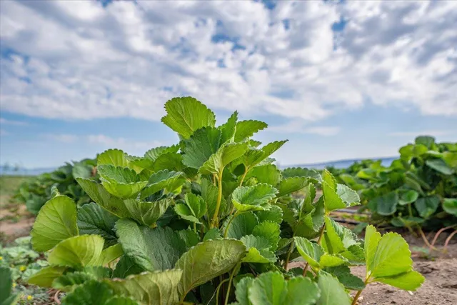 $8,865,000 | 2935 Sheep Mountain Road, Macdoel, CA 96058