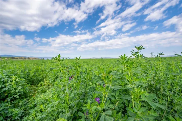 $8,865,000 | 2935 Sheep Mountain Road, Macdoel, CA 96058