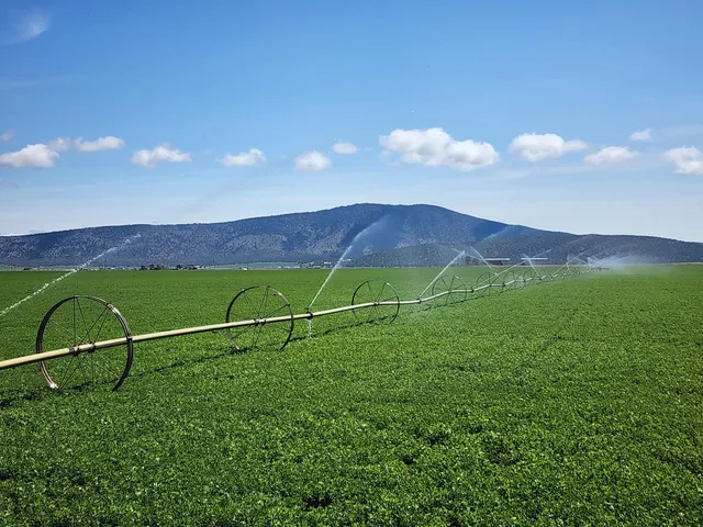 a view of a barn with big yard and a large tree