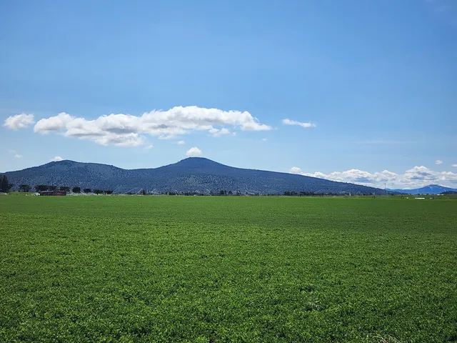 a view of a house with a yard and large trees