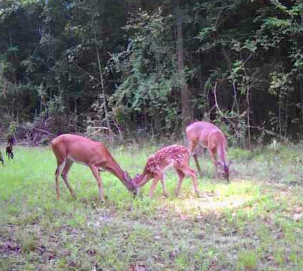 0 Featherbed Road Round O, SC 29474 - Photo 4 of 45 IMG_2501