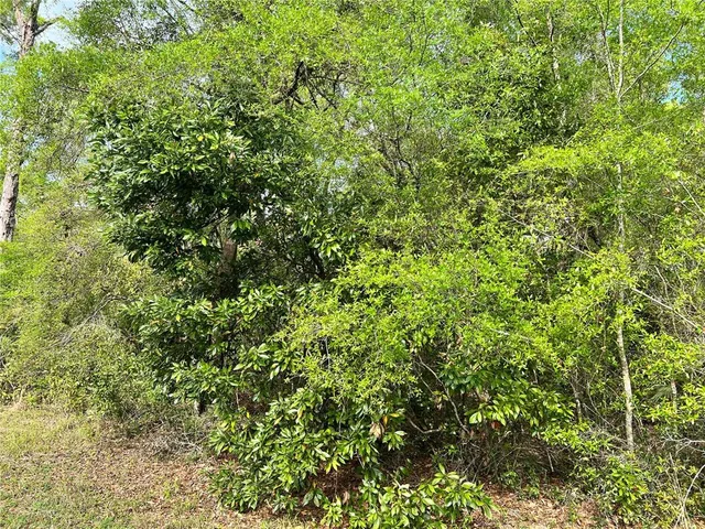 a view of a lush green forest